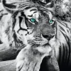 NANU-NANA Jumboposter Tiger, Nr. 3