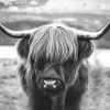 NANU-NANA Poster Cattle, Nr. 27