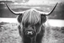 NANU-NANA Poster Cattle, Nr. 27