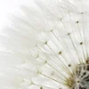 NANU-NANA Poster Dandelion - White, Nr. 218