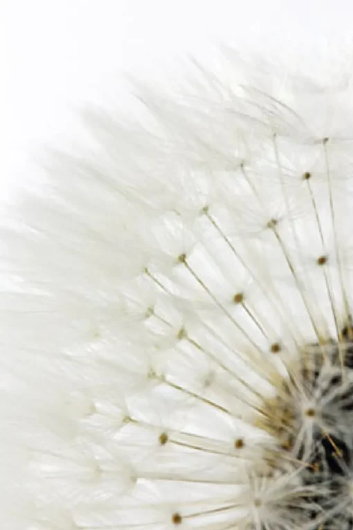NANU-NANA Poster Dandelion - White, Nr. 218