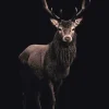 NANU-NANA Poster Deer On Black, Nr. 160