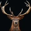 NANU-NANA Poster Deer Portrait, Nr. 163