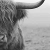 NANU-NANA Poster Highlander, Nr. 206