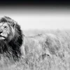 NANU-NANA Poster Kings Of Nature - Lion, Nr. 129