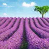 NANU-NANA Poster Lavender Field, Nr. 147