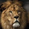 NANU-NANA Poster Lion Design, Nr. 188
