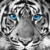 NANU-NANA Poster Tiger Blue Eyes, Nr. 48
