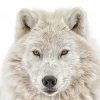 NANU-NANA Poster Wolf Head, Nr. 202